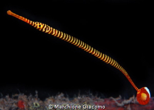 Banded pipefish. Nikon D800E , 105 macro 
Lembeh by Marchione Giacomo 